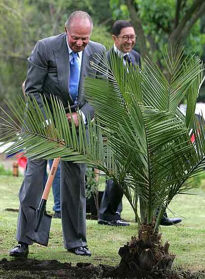 El rey Juan Carlos planta una palmera ayer en Santiago.