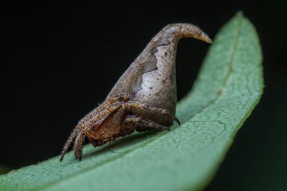 La araña 'Eriovixia gryffindori' debe su nombre a su forma, similar según sus descubridores a la del sombrero seleccionador del hechicero Godric Gryffindor, un personaje de la saga cinematográfica de 'Harry Potter'. El arácnido es diminuto, de tan solo dos milímetros de longitud, y su apariencia se camufla entre las hojas muertas entre las que vive. Solo se conoce un ejemplar, hallado en las Ghats occidentales, una cadena montañosa en el oeste de India.