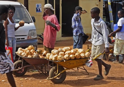 Aumentan las ventas de cocos frescos en Monrovia (Liberia) debido a que existe la creencia de que beber la leche de esta fruta previene el contagio del virus del Ébola.