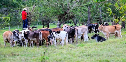 Productor agropecuario de la Orinoquia, Colombia.