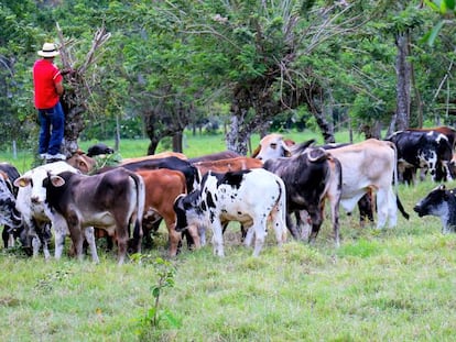  Productor agropecuario de la Orinoquia, Colombia. 