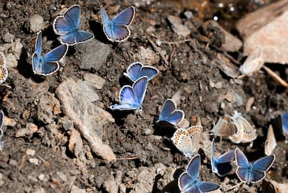 Mariposas