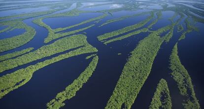 El archipiélago Anavilhanas en el río Negro (Amazonas, Brasil).