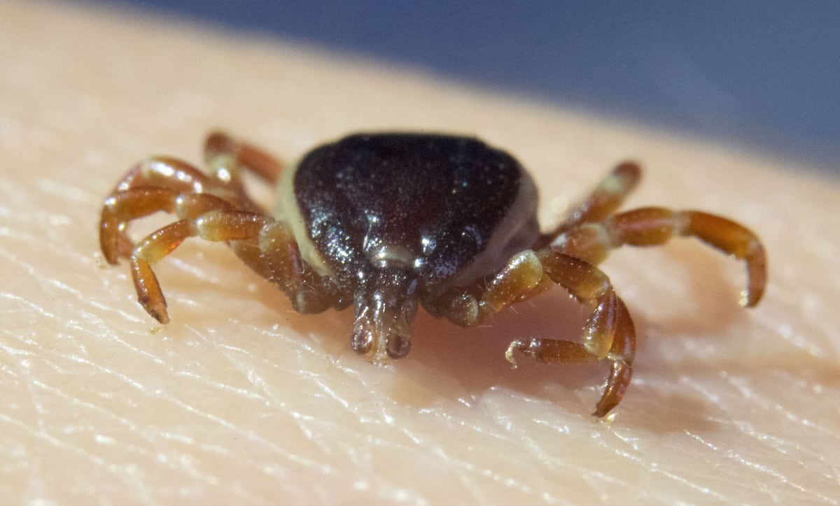 ¿Hay más garrapatas? Ganan territorio y hay cosas que no debes hacer si te pican | Clima y Medio Ambiente