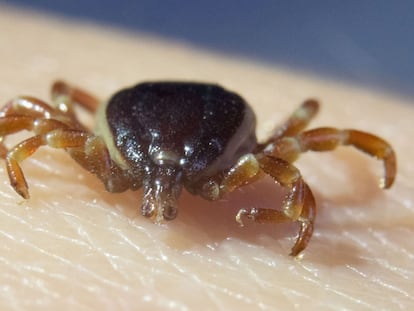 Un ejemplar de 'Hyalomma marginatum', la garrapata que puede contagiar la fiebre hemorrágica de Crimea Congo.