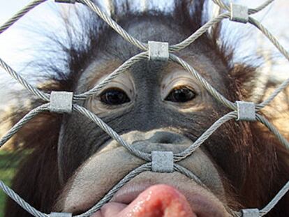 Orangutanes en el zoo de Madrid