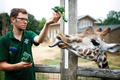 Un trabajador durante la medición de las jirafas del Zoo de Londres (Reino Unido).