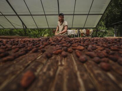 Un trabajador seca granos de cacao en una finca en Arauquita (Colombia), en 2021.