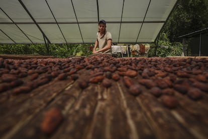 Cacao en Colombia