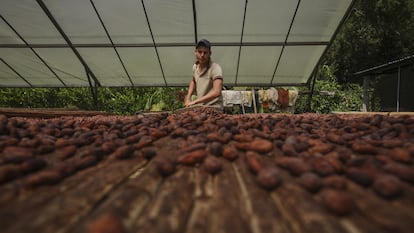 Un trabajador seca granos de cacao en una finca en Arauquita (Colombia), en 2021.