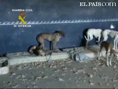 La Guardia Civil rescata 24 galgos en Parla