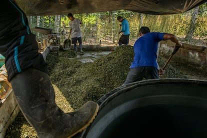 Trabajadores en una instalación rudimentaria para la producción de pasta base de coca amontonan hoja de coca recién triturada en el sur del departamento de Putumayo en octubre de 2020.