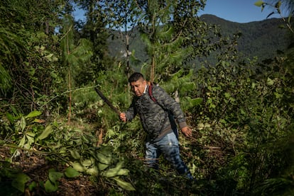 Comuneros en el bosque de Ixtlán de Juárez, Oaxaca