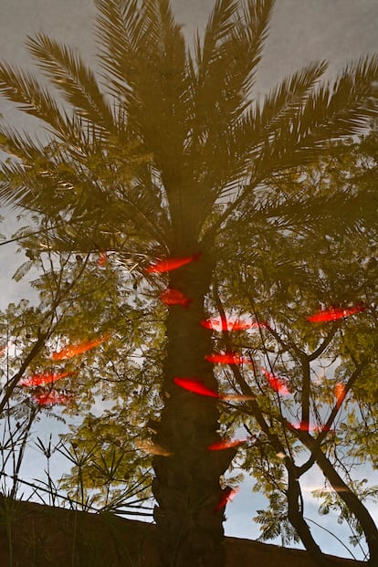 Una palmera reflejada en un estanque con carpas naranjas.