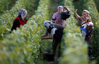 Trabajadoras recolectan uvas en un viñedo de Taittinger durante la tradicional cosecha de vino 'Champagne' en Pierry (Francia).