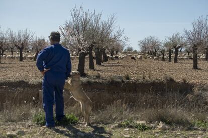 Un pastor cuida de un rebaño de corderos en Chirivel.