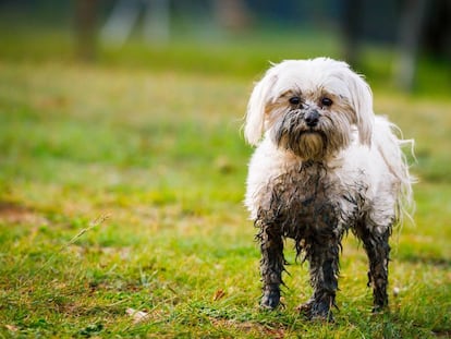 Eres más limpio cuando te vigila un robot
