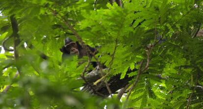 Un chimpancé joven observa al fotógrafo entre las hojas.