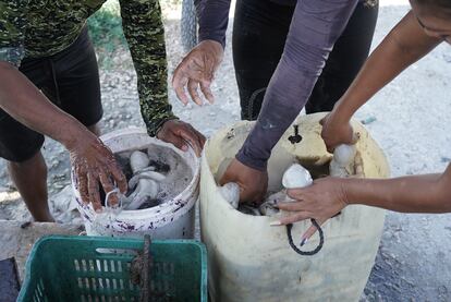 Un grupo de pescadores que usan compresora pesan la captura del día para después llevarla a vender a las bodegas congeladoras en el último día de pesca en temporada 2022.