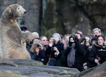 Knut, hoy en el zoo de Berlín
