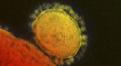El coronavirus se identificó por vez primera en 2012.