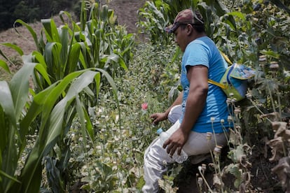 La siembra de amapola se hace entre cultivos de maíz para disfrazarla de manera que los helicópteros del ejército no puedan identificarla desde el aire, en Filo de Caballos (México), el 12 de mayo de 2016.