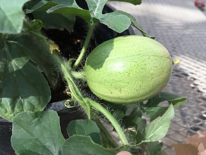 Un melón de Kordofán, presunto 'padre' de la sandía.