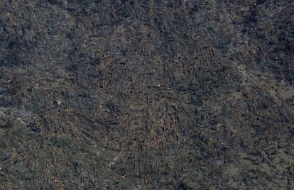 Árboles caídos en una ladera del Himalaya debido al terremoto ocurrido en Nepal en abril de 2015.