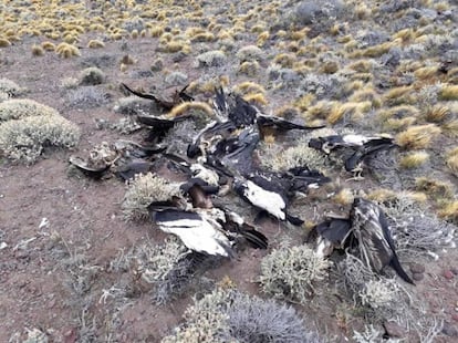 Cadáveres de cóndores hallados en la provincia de Neuquén.