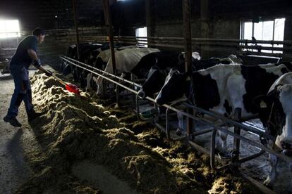 Una expltación de vacas lecheras en Vila de Cruces (Pontevedra)