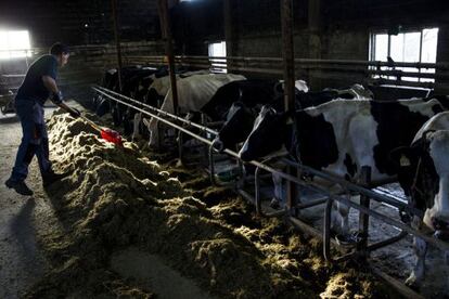 Una expltaci&oacute;n de vacas lecheras en Vila de Cruces (Pontevedra)