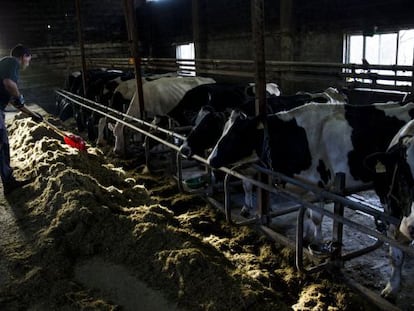 Una expltaci&oacute;n de vacas lecheras en Vila de Cruces (Pontevedra)