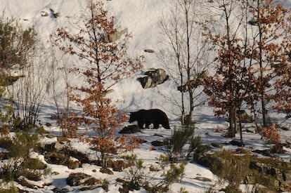 Un ejemplar de oso pardo en la Cordillera Cantábrica.