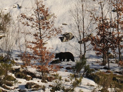 Un ejemplar de oso pardo en la Cordillera Cantábrica.