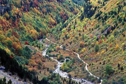 Los árboles caducifolios envuelven con sus colores otoñales el río Arazas, en el valle de Ordesa, donde transcurre el sendero que lleva al refugio de Goriz.