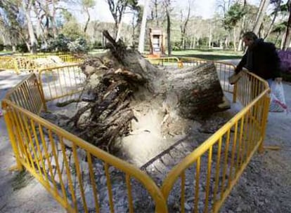 Una cerca protegía el hueco del cepellón de un árbol abatido en el parque del Retiro.