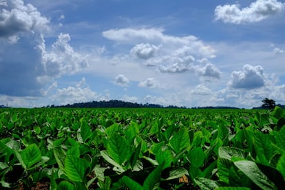 Plantaciones de soja en un campo a las afueras de Sinop donde, al fondo, se otea el remanente de selva amazónica.