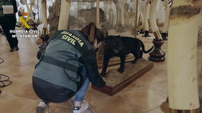 Una agente del Seprona inspecciona uno de los animales incautados.