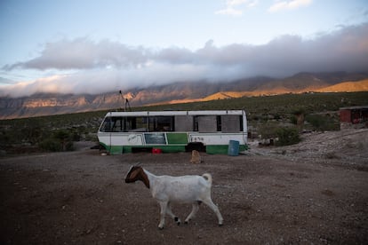 Una cabra camina por los terrenos de Tacho. 