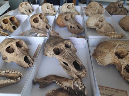 Baboon skulls analyzed in the study.