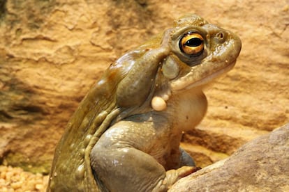 Ejemplar de sapo del río Colorado ('Bufo alvarius').