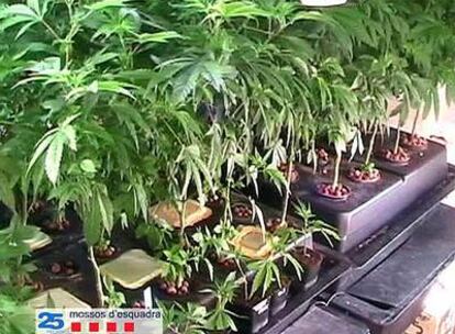 Imagen de las plantas de marihuana que cultivaba el detenido en Terrassa.