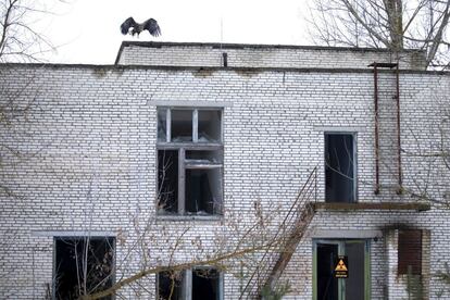 A white-tailed eagle sits on the roof of an abandoned school near the 30 km (19 miles) exclusion zone around the Chernobyl nuclear reactor, in the abandoned village of Tulgovichi, Belarus, January 29, 2016. What happens to the environment when humans disappear? Thirty years after the Chernobyl nuclear disaster, booming populations of wolf, elk and other wildlife in the vast contaminated zone in Belarus and Ukraine provide a clue. On April 26, 1986, a botched test at the nuclear plant in Ukraine, then a Soviet republic, sent clouds of smouldering radioactive material across large swathes of Europe. Over 100,000 people had to abandon the area permanently, leaving native animals the sole occupants of a cross-border "exclusion zone", roughly the size of Luxembourg. REUTERS/Vasily Fedosenko SEARCH "WILD CHERNOBYL" FOR THIS STORY. SEARCH "THE WIDER IMAGE" FOR ALL STORIES