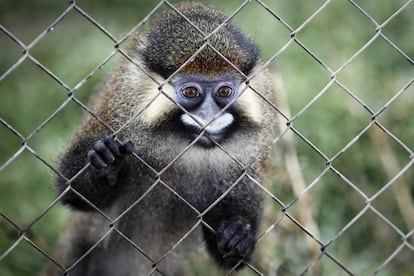 'Casi' es un mono africano, de la especie cercopiteco cephus. Vivió 30 de sus 35 años en una pequeña jaula como mascota. Se le han quedado algunos tics de aquella época..