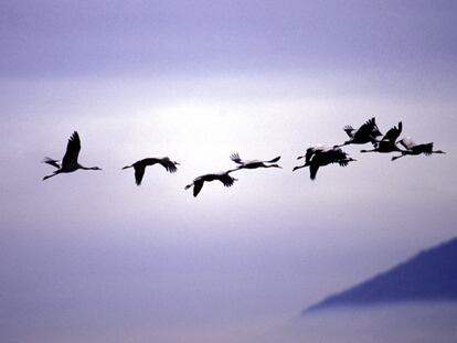 Grullas en vuelo hacia el sur.