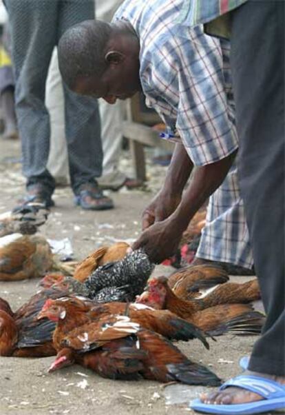 Venta de pollos en una calle de Lagos (Nigeria).