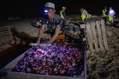 Un jornalero manipula una caja de cebollas.