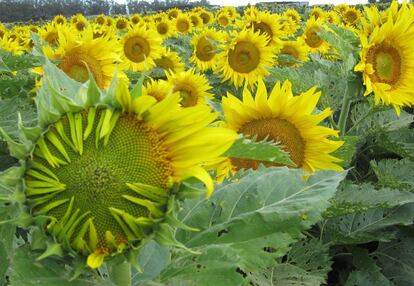 Las flores maduras de girasol se mantienen fijas mirando al este para recibir el sol de la mañana.