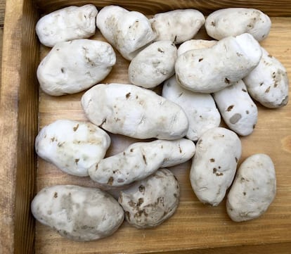 CHUÑOS (PATATAS LIOFILIZADAS DE FORMA NATURAL) / CAPEL