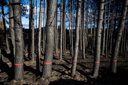  Los trabajos de recuperación medioambiental ya han comenzado e implicarán que mucha masa forestal desaparezca por haber sido duramente castigada por la catástrofe. El perímetro afectado supera los 120 kilómetros en un espacio de gran presencia de lobos ibéricos, animales salvajes que según los expertos se habrán desplazado para criar a sus cachorros y alimentarse en zonas que se salvaran del humo y de las ascuas.